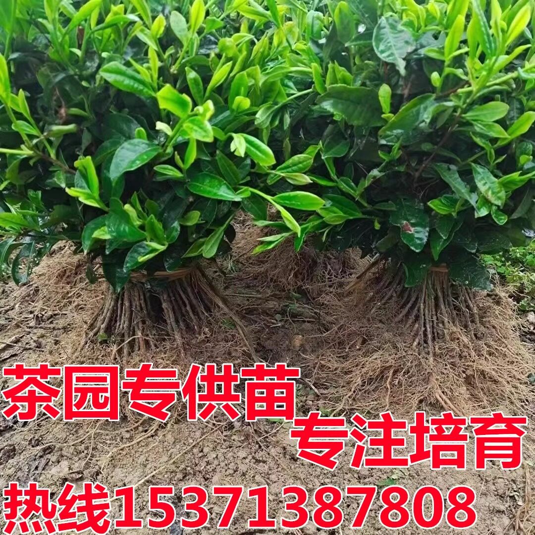 茶叶苗安吉白茶黄金芽茶苗普洱茶龙井碧螺春南方种植四季绿茶树苗