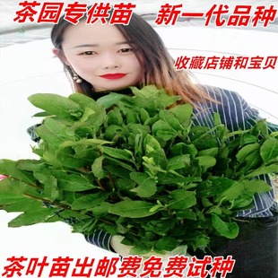 正宗茶叶苗龙井茶叶苗绿茶苗铁观音茶苗白茶树苗毛尖茶苗绿化苗