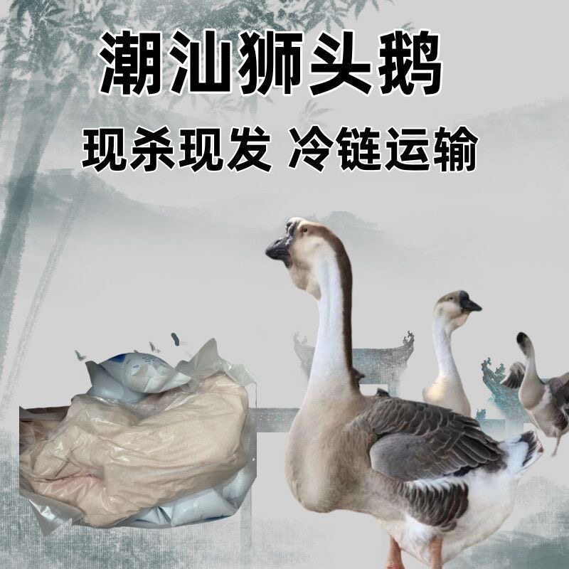 正宗狮头鹅潮汕现杀现发鹅壳整只老鹅澄海狮头鹅商用冰鲜顺丰包邮