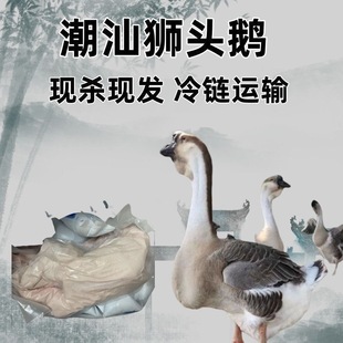 正宗狮头鹅潮汕现杀现发鹅壳整只老鹅澄海狮头鹅商用冰鲜顺丰包邮