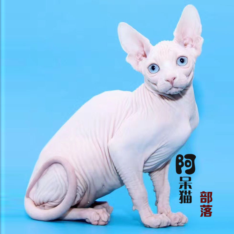 加?#20040;?#26080;毛猫活体幼猫?#29399;?#20811;斯小奶猫白皮蓝眼精灵耳无毛猫布偶猫
