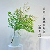 Nandina Hydroponics Botany Flame Red Water to keep Potted plant indoor desktop Diaozhong Pieris Green plant