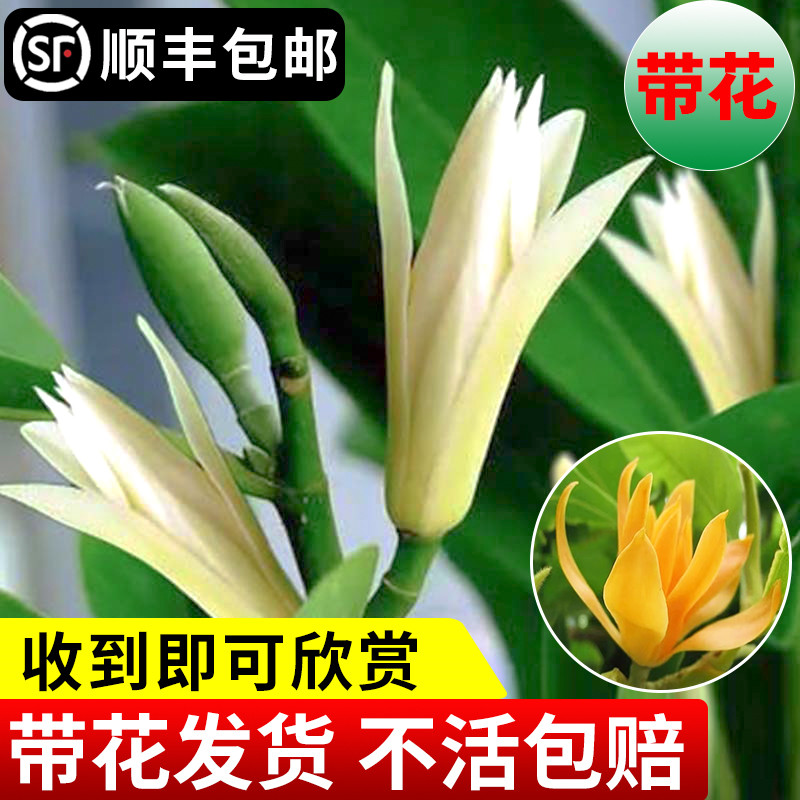 白兰花植物室内阳台四季