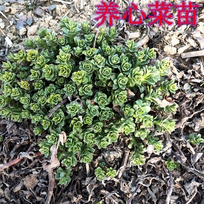 阳台盆栽田地降血压容易种植