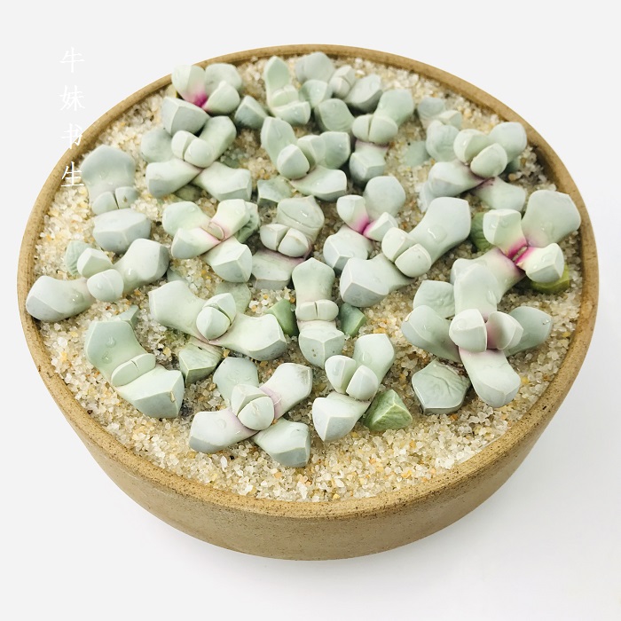 多肉/魔玉/番杏科植物Lapidaria margaretae