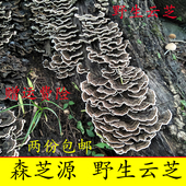 白底新货 野生云芝 东北野生云芝 云灵芝 云芝250克云芝 黄云芝