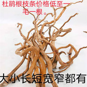 沉木 杜鹃根枝条 水草 须根细枝南美缸树枝微景观造景藤条龙须根