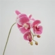 6 Phalaenopsis-Dark Pink 71 см