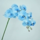 3D Phalaenopsis-Blue