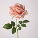 高品质仿真花手感保湿 单枝土耳其玫瑰仿真大卷边客厅插花婚礼装 饰