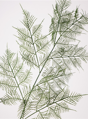 高品质仿真9叶文竹枝植物居家摆设花艺装饰品 摄影道具花材绿植叶