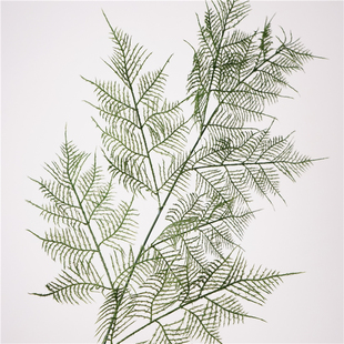 高品质仿真9叶文竹枝植物居家摆设花艺装饰品 摄影道具花材绿植叶