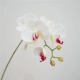 6 Phalaenopsis-White Red Core 71 см.