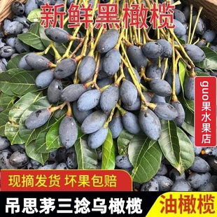 潮汕特产正宗现摘吊思茅老树三捻乌橄榄三棱乌橄榄香油榄车酸榄
