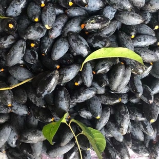 潮汕特产当季 黑橄榄新鲜现摘正宗乌橄榄油榄土榄可制榄角下饭菜