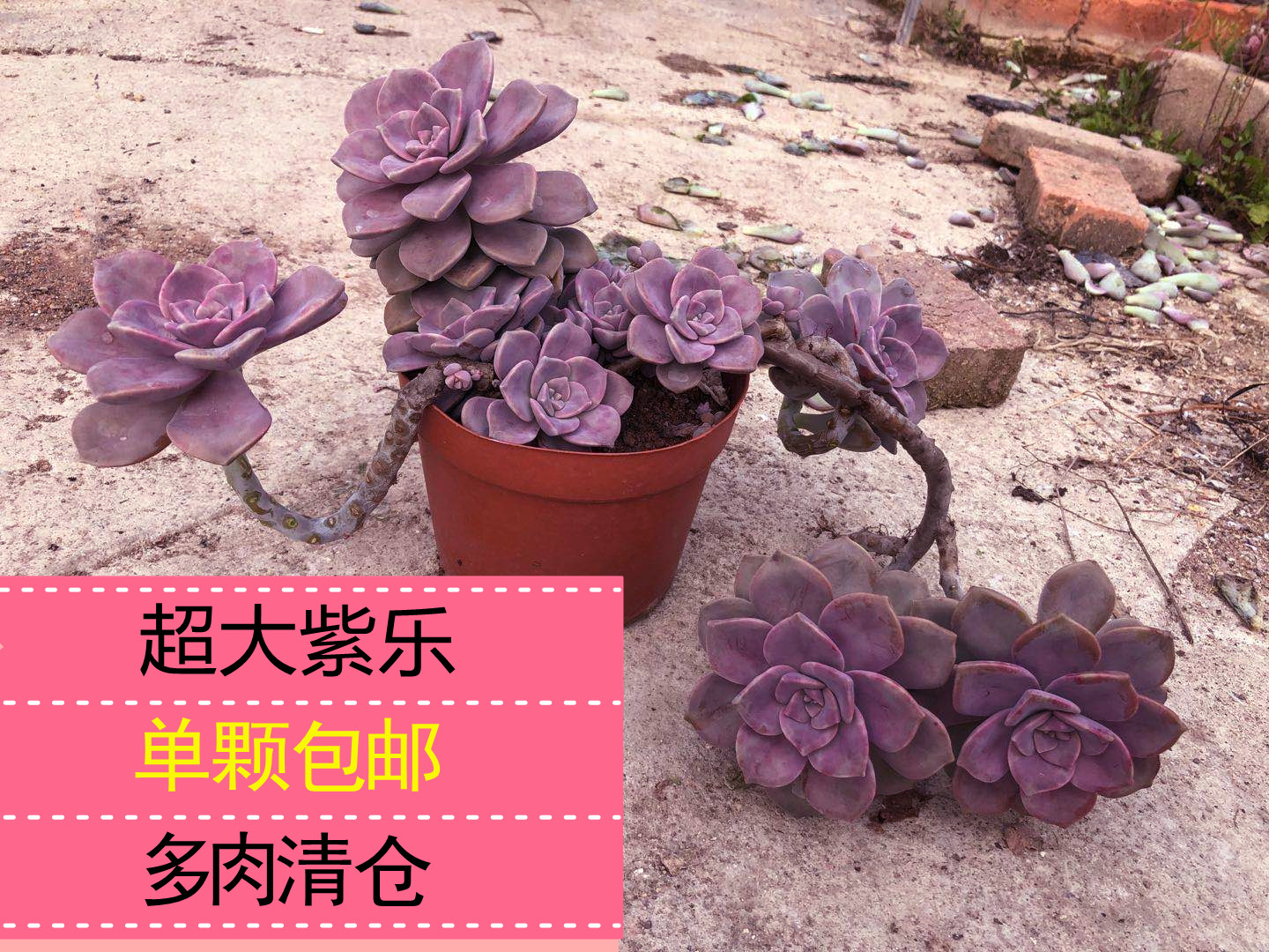 多肉植物华丽风车价格 多肉植物华丽风车图片 星期三 多肉植物华丽风车价格 多肉植物华丽风车图片 星期三