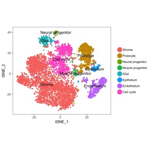 GEO数据挖掘转录组学 生信分析动物细胞实验TCGA