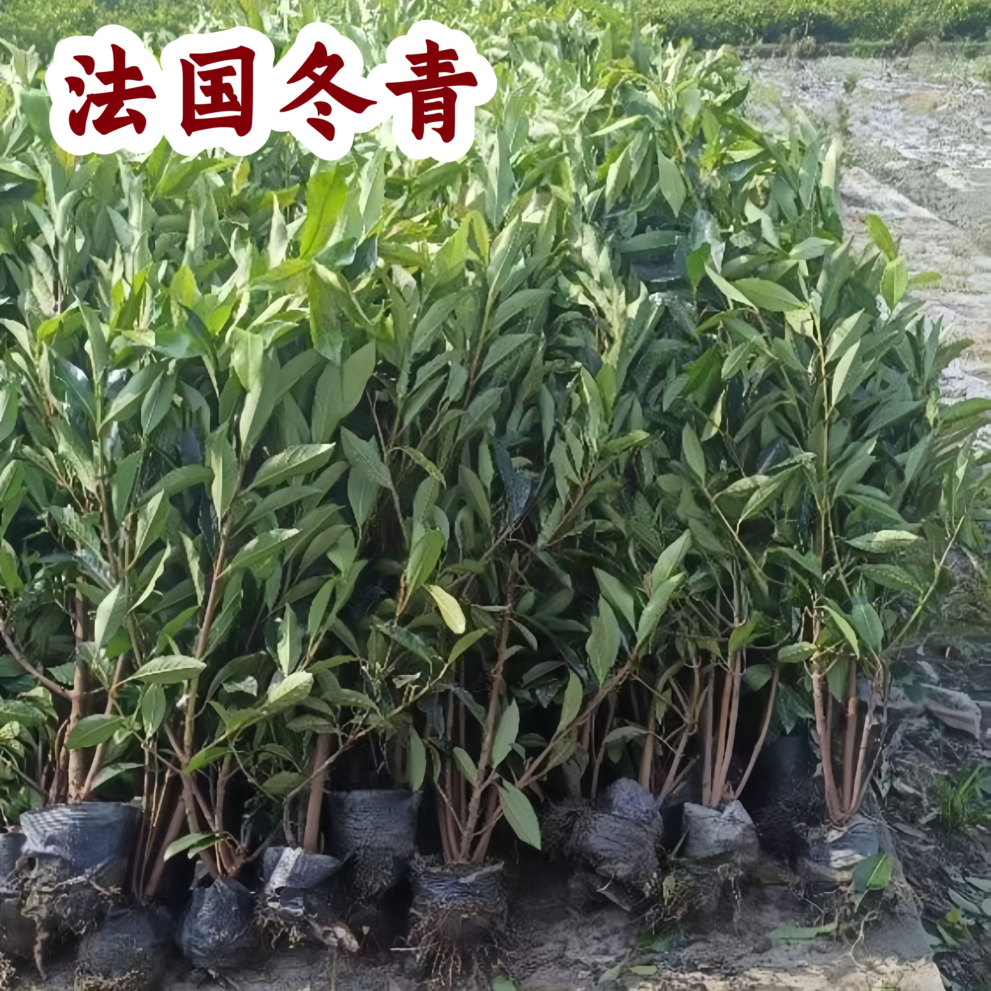 冬青树苗法国直立篱笆墙绿篱