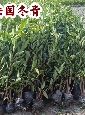 冬青树苗法国直立篱笆墙庭院围墙植物耐寒四季常青绿篱抗寒性植物