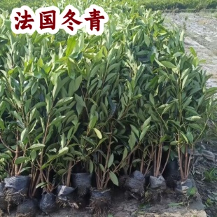 冬青树苗法国直立篱笆墙庭院围墙植物耐寒四季常青绿篱抗寒性植物