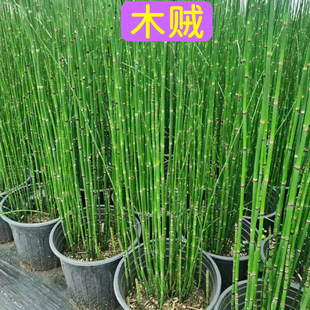 木贼盆栽常青耐寒喜光别墅庭院水景造景净化水质好养水生植物绿化