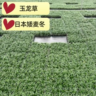 日本矮麦冬草玉龙草苗四季常青中细叶金边麦冬草庭院别墅工程绿化