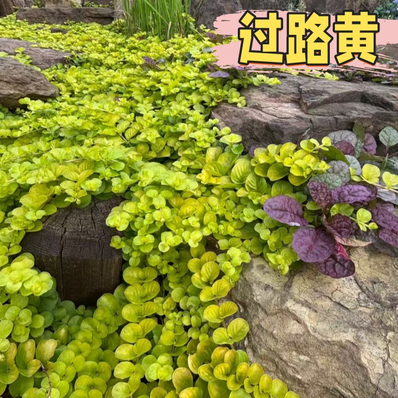 黄金串吊兰过路黄耐寒地被植物