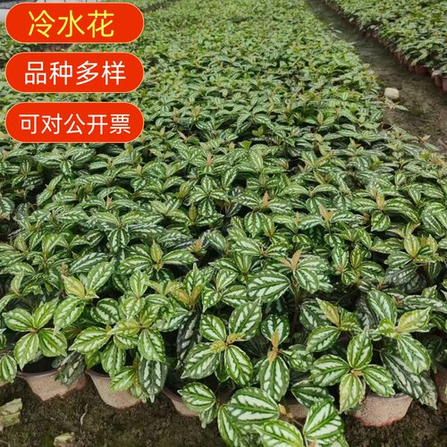 冷水花盆栽好养观叶绿植