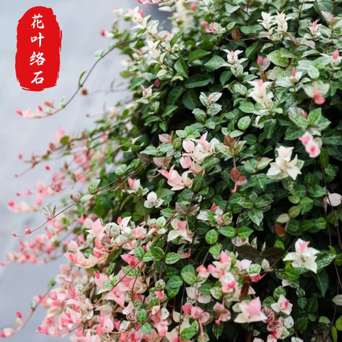 花叶络石五彩花卉吊篮盆栽庭寒