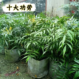 狭叶十大功劳绿植盆栽抗病耐寒景观庭院绿植好养易活园林绿化植物