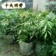 狭叶十大功劳绿植盆栽抗病耐寒景观庭院绿植好养易活园林绿化植物