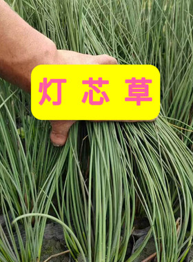 水葱水草灯芯草苗灯心草盆栽