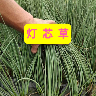 水葱水草灯芯草苗灯心草盆栽中药水培龙须草新手鱼缸水池庭院造景