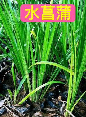 水菖蒲水培乌龟缸净化水质水菖蒲