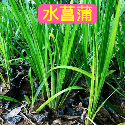水菖蒲水培乌龟缸净化水质水菖蒲