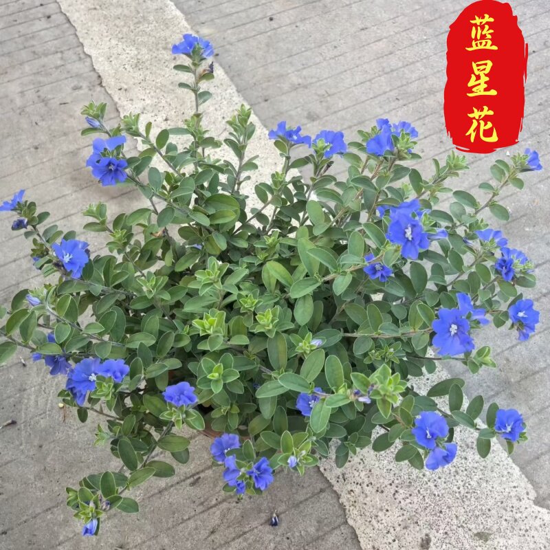 蓝星花盆栽阳台庭院花园耐热吊兰花卉垂吊好养植物