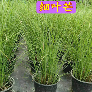 细叶芒盆栽观赏草灯芯草庭院别墅绿化造景工程苗易种耐热细叶芒草