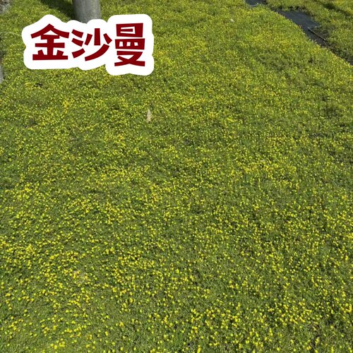金沙蔓草耐晒多季节观赏草方盘绿