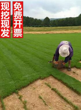 人造果岭草高尔夫专用草坪