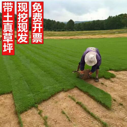 人造果岭草高尔夫专用草坪