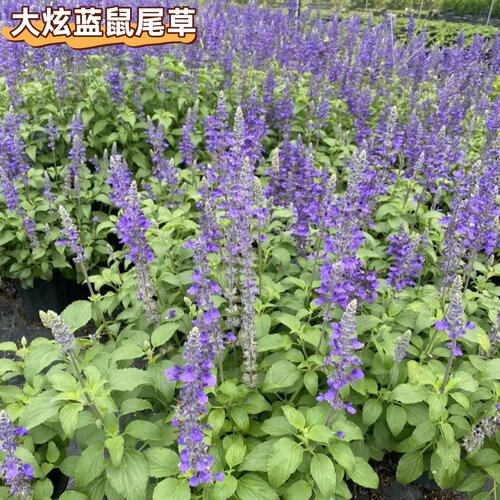 大炫蓝鼠尾草盆栽花苗多年生地被花镜宿根植物绿化工程别墅易成活