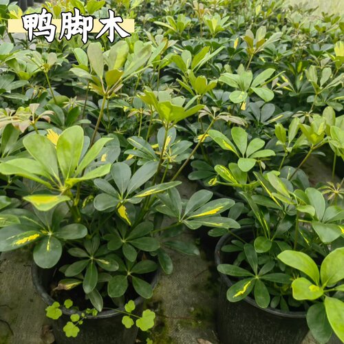 室内落地鸭脚木八方来财绿植庭院