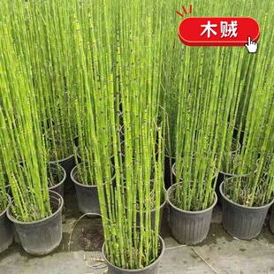 木贼盆栽耐寒耐热多年生水景水培植物庭院造景笔管草四季青节节草