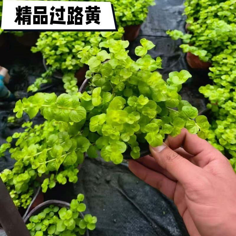 花境植物金叶过路黄盆栽地被可垂吊多年生耐热耐寒观叶常绿好养活
