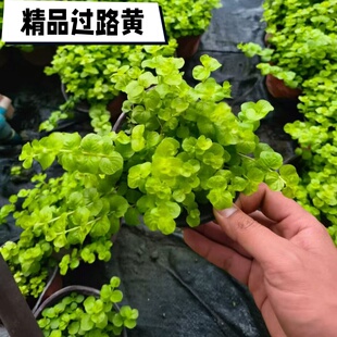 花境植物金叶过路黄盆栽地被可垂吊多年生耐热耐寒观叶常绿好养活