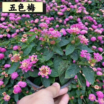 五色梅盆栽马缨丹花五色花卉耐冻家养植物室外好养活四季易活耐热