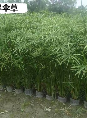 鑫和风车草鱼池造景净水
