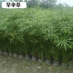 水竹旱伞草水生植鱼池塘造景绿化客厅庭院阳台净化水质盆栽风车草