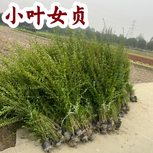 小叶女贞树苗植物围墙篱笆四季常青耐寒庭院绿化冬青抗寒好养易活
