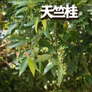 常绿植物盆栽天竺桂耐阴好养室内室外阳台绿化观叶植物花卉易成活
